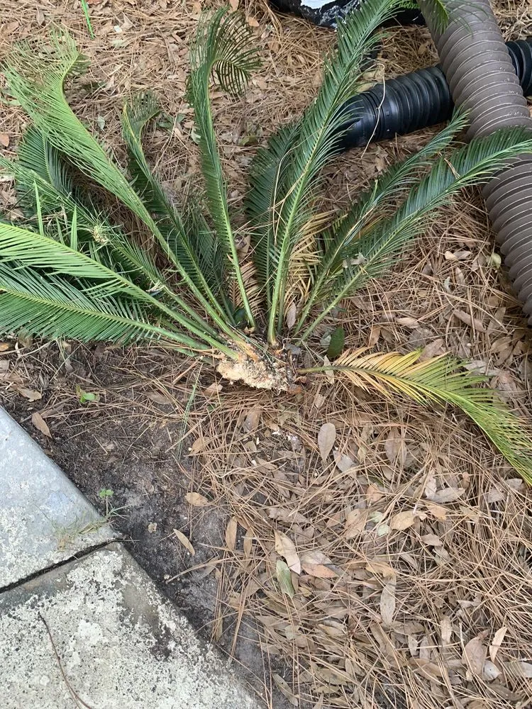 Affordable lawn care service in Myrtle Beach, SC - Mastercare Tree Service