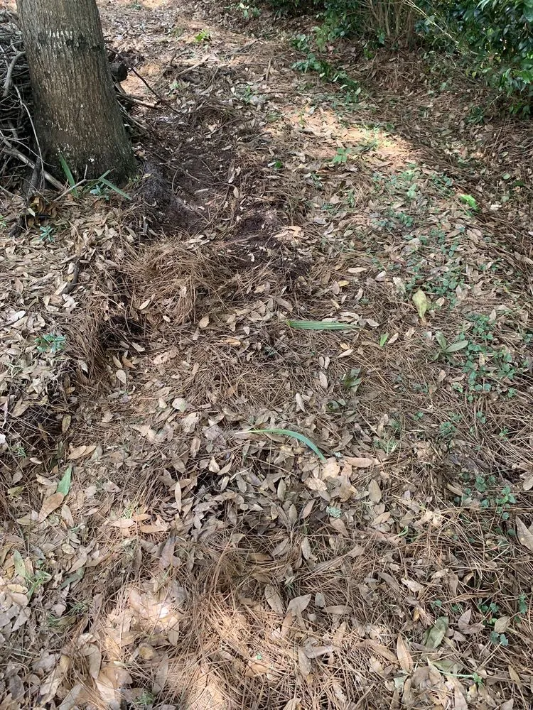 Local landscape design experts serving Myrtle Beach, SC - Mastercare Tree Service