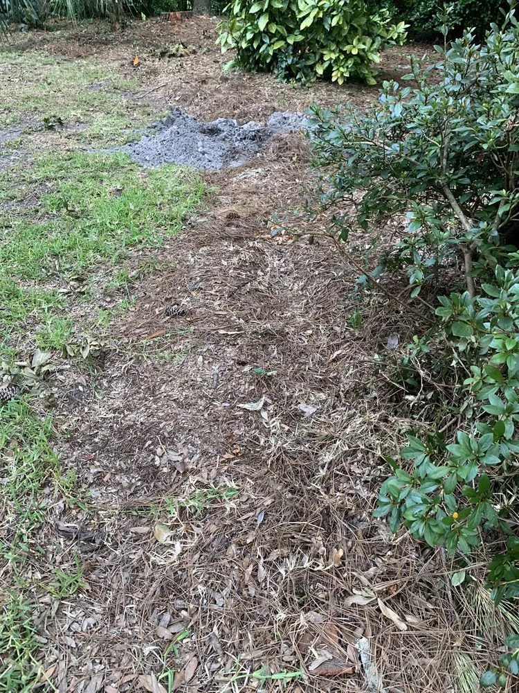 Professional yard cleanup service in Myrtle Beach, SC by Mastercare Tree Service