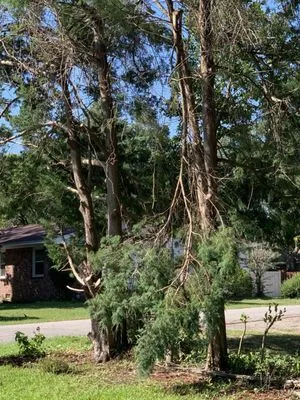 Mastercare Tree Service Logo