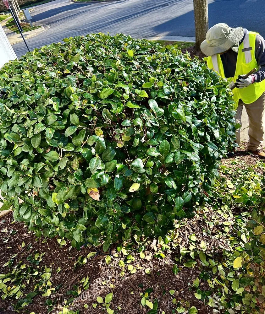 Top-rated outdoor landscaping for beautiful yards across Davidson, NC - Masterclass Landscape