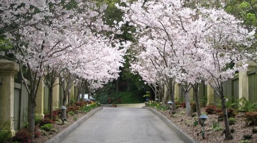 Top-rated landscaping services experts serving Daly City, CA - Masterpiece Gardens & Design