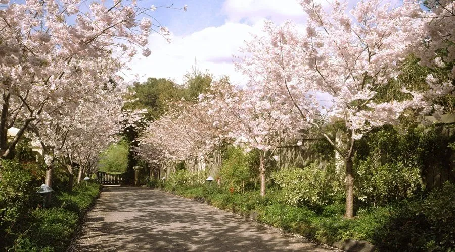 Trusted landscape installation experts serving Daly City, CA - Masterpiece Gardens & Design