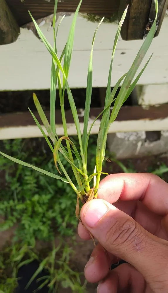 Affordable landscaping services in Louisville, KY - Masterpiece Property Management