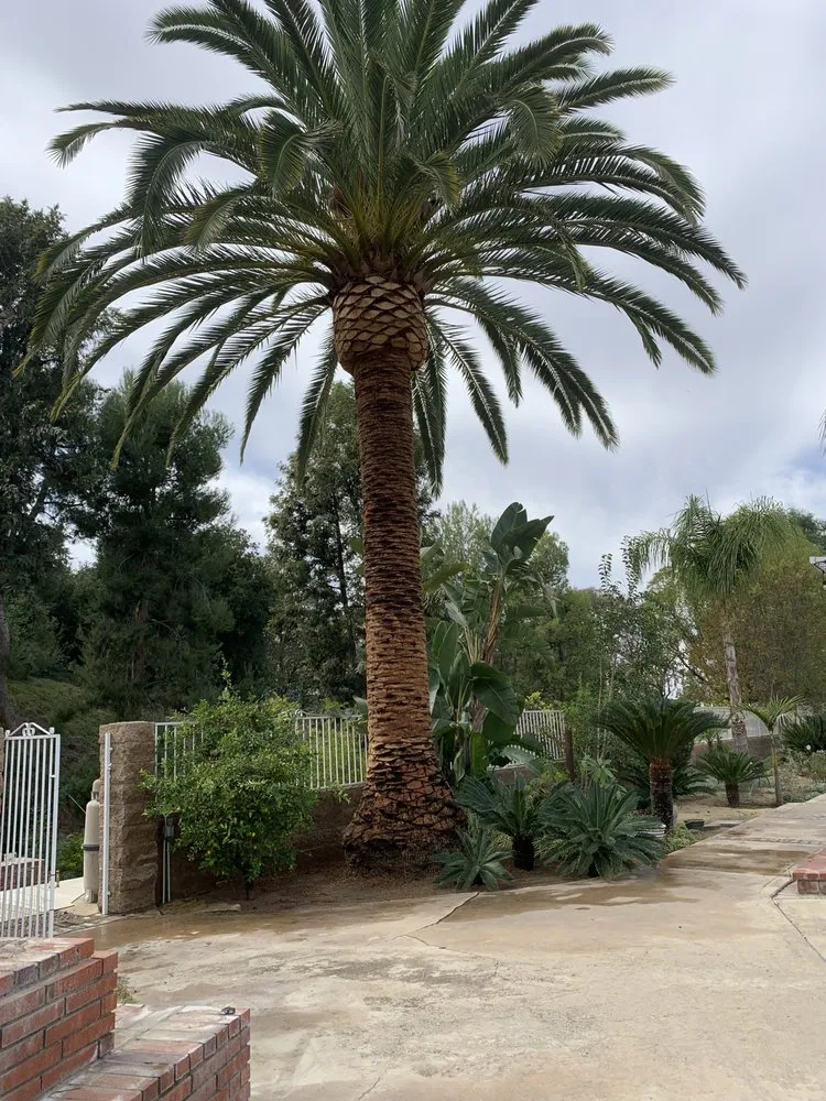 Local residential landscaping for beautiful yards in Riverside, CA by Master’s Tree Service and Landscaping