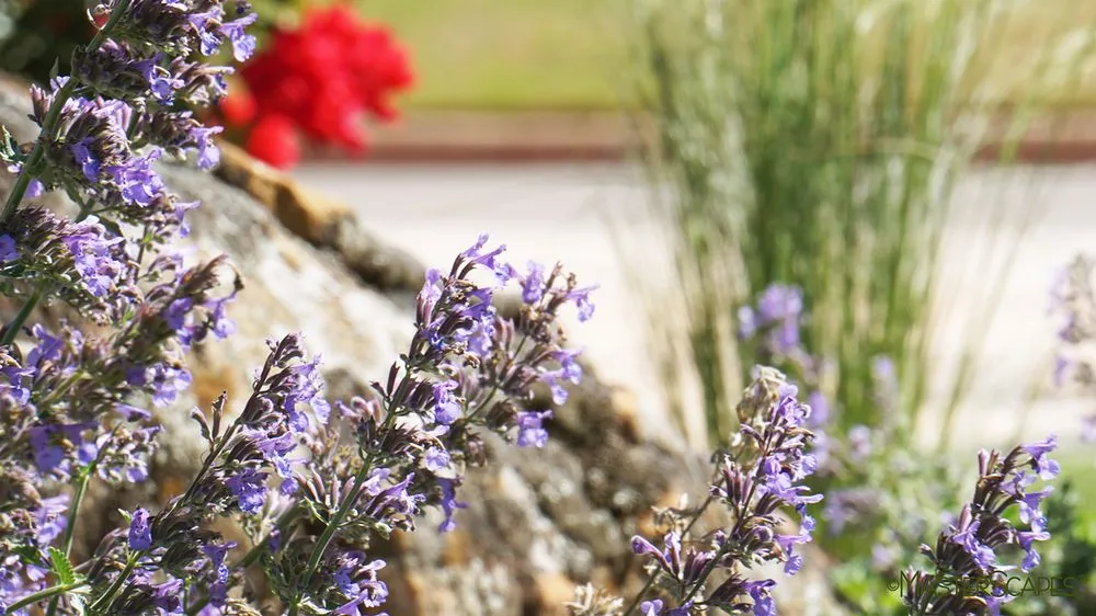 Local garden landscaping experts serving Abilene, TX - MasterScapes - Abilene