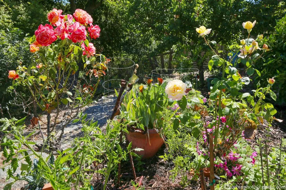 Professional landscaping services for homes in Hayward, CA by Masuko Landscaping