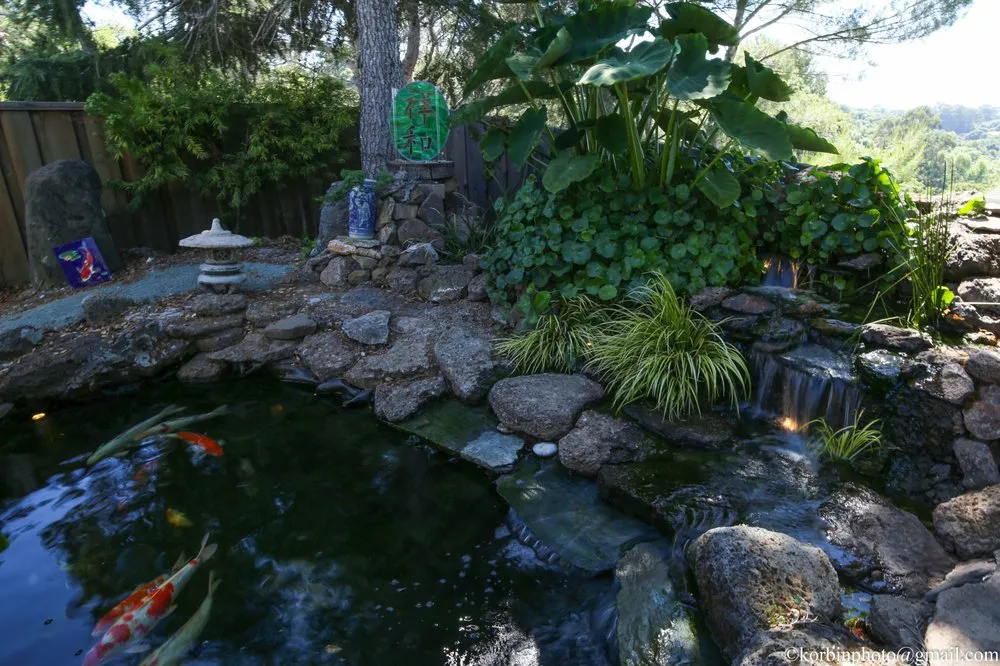 Trusted yard maintenance for outdoor upgrades across Hayward, CA - Masuko Landscaping