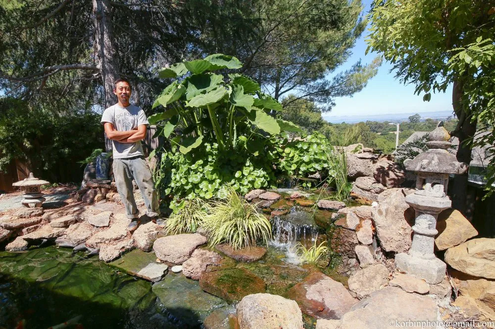 Expert yard cleanup service for beautiful yards in Hayward, CA by Masuko Landscaping