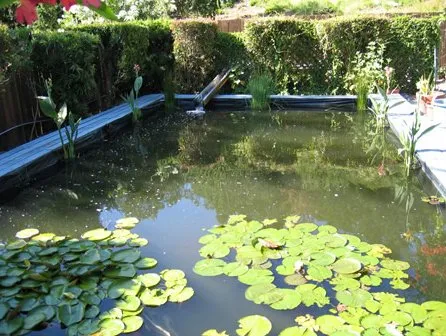 Expert yard maintenance in Hayward, CA - Masuko Landscaping