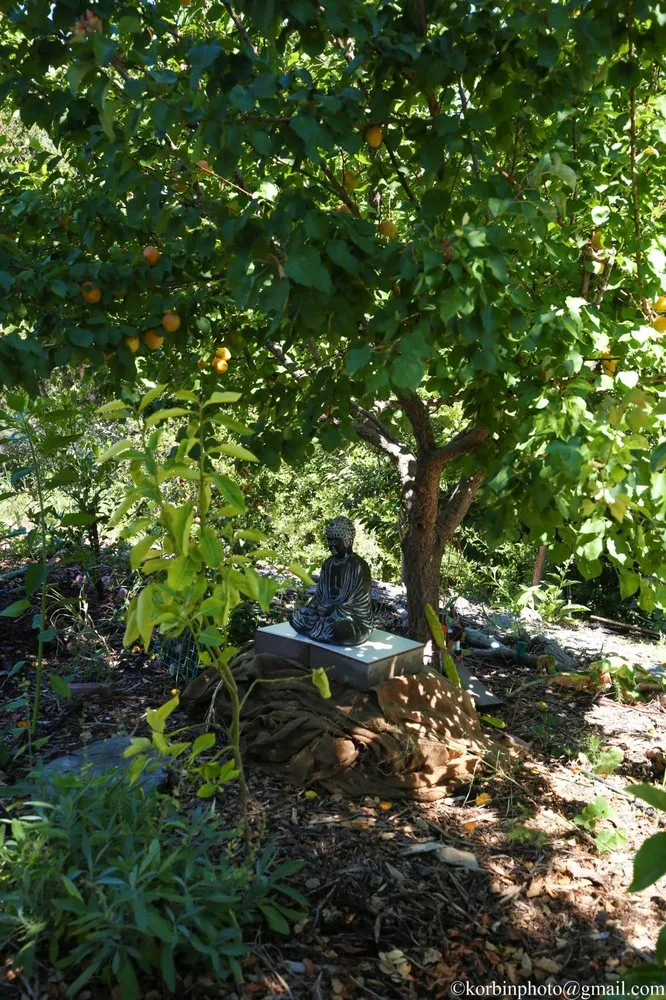 Affordable residential landscaping experts serving Hayward, CA - Masuko Landscaping