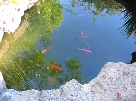 Custom landscape design experts serving Hayward, CA - Masuko Landscaping