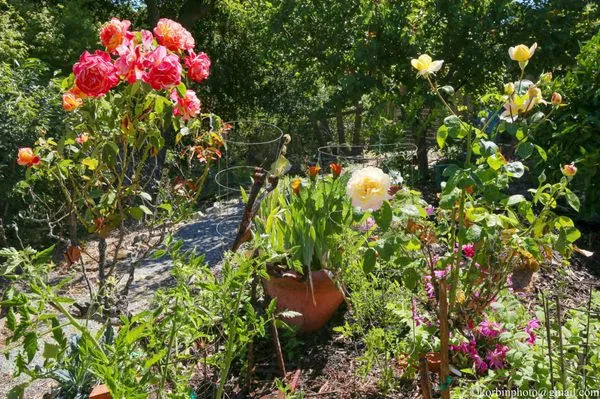 Masuko Landscaping Logo