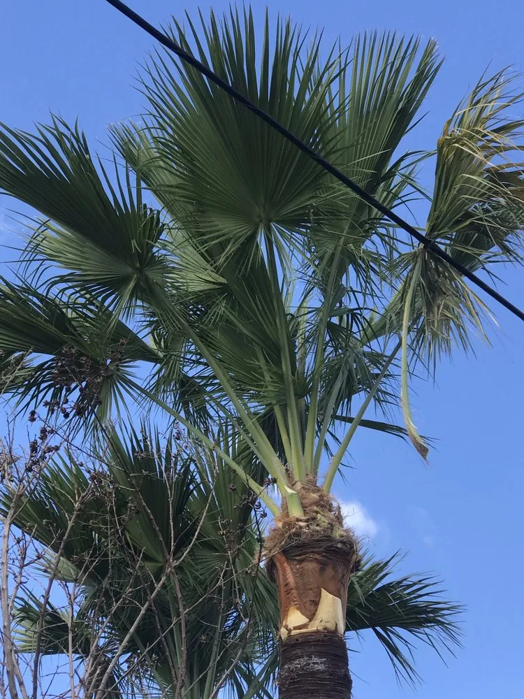 Custom yard cleanup service experts serving Muscoy, CA - Mata landscaping welding