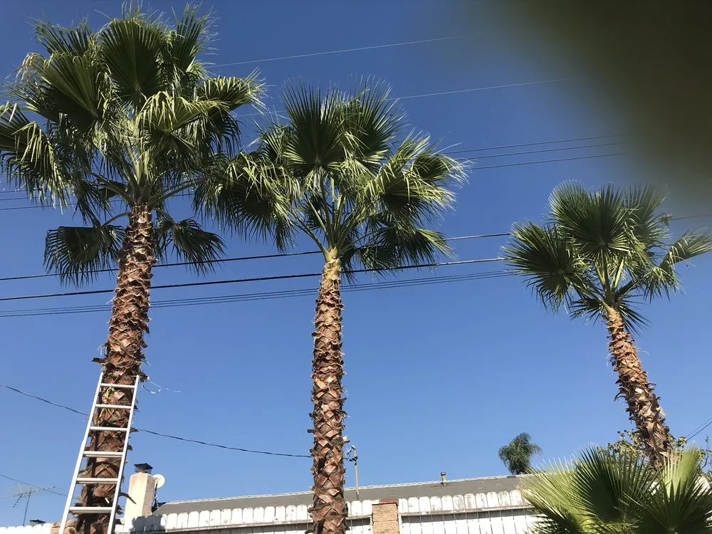 Affordable landscaping services in Muscoy, CA by Mata landscaping welding