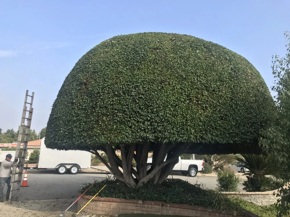 Custom residential landscaping near you in San Bernardino, CA by Mata Lawn & Maintenance