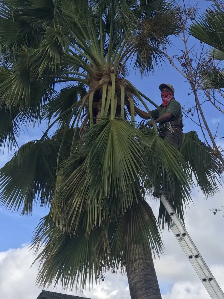 Affordable yard maintenance in San Bernardino, CA - Mata Lawn & Maintenance