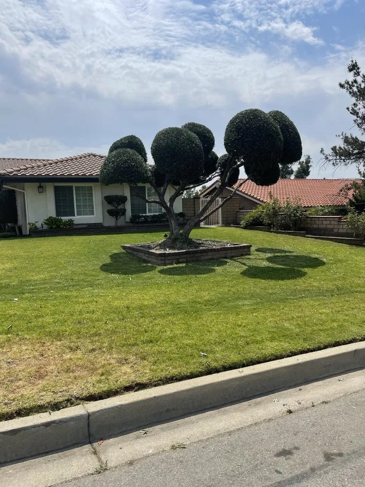 Reliable landscape design experts serving San Bernardino, CA - Mata Lawn & Maintenance