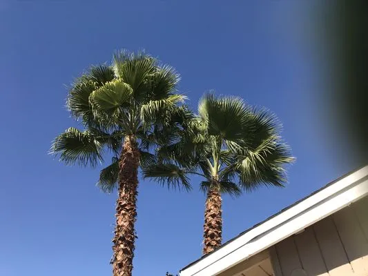 Mata Lawn & Maintenance Logo