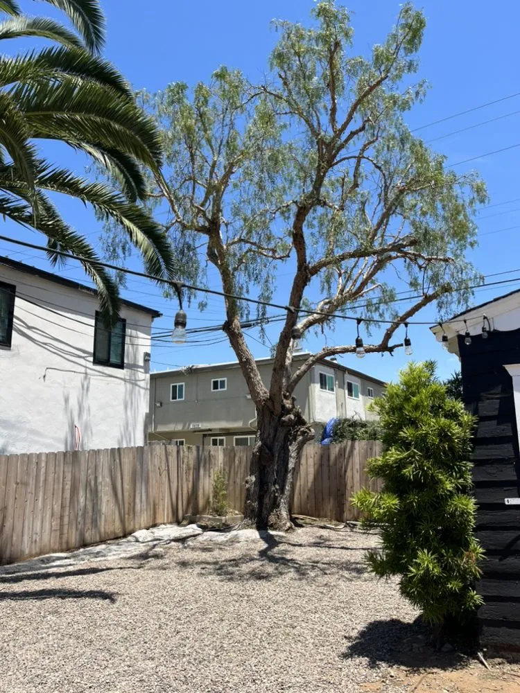 Expert landscaping services in Escondido, CA by Mateo Diego