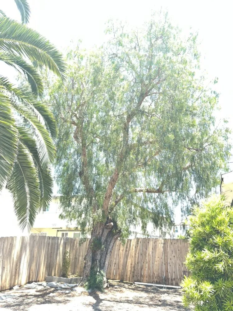 Reliable residential landscaping experts serving Escondido, CA - Mateo Diego