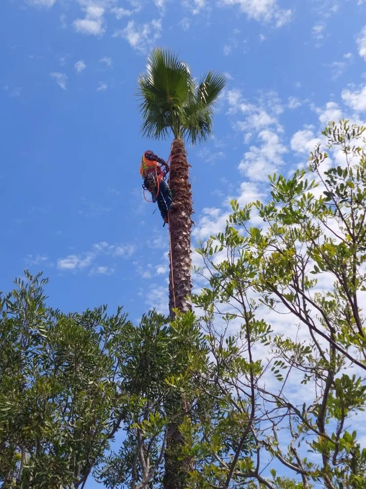 Expert garden landscaping in Escondido, CA - Mateo Diego