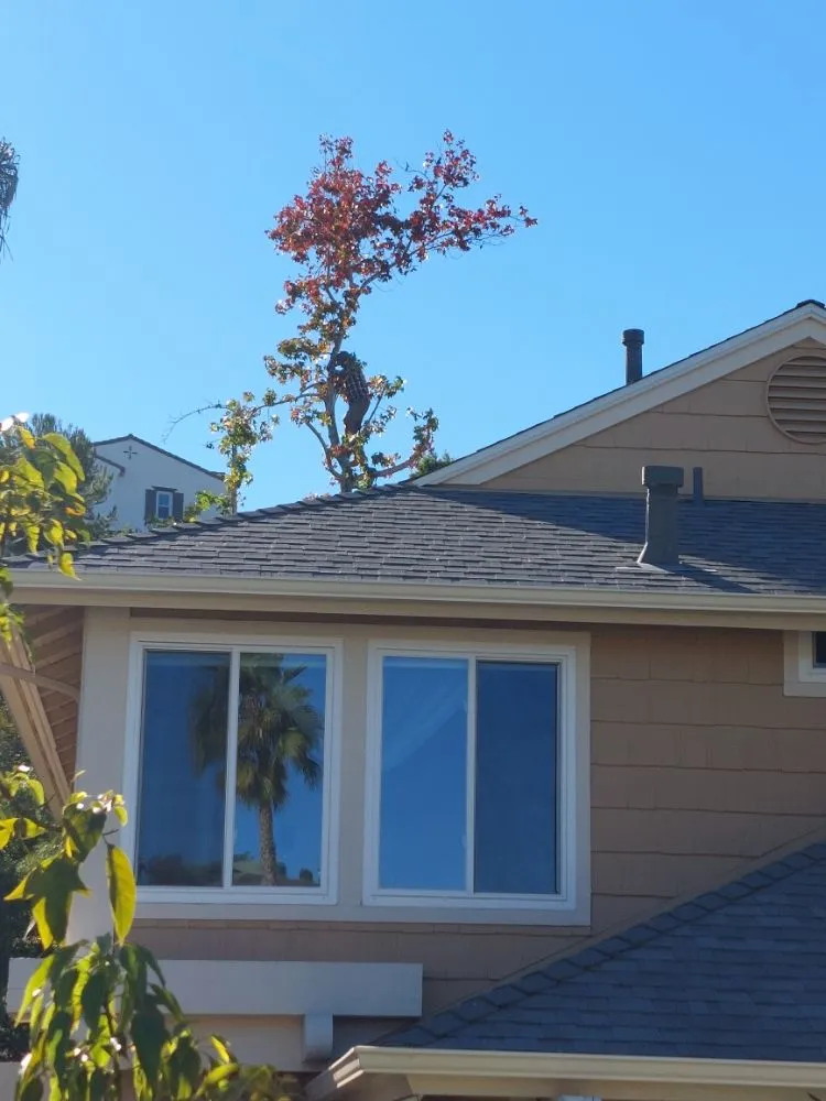 Local landscaping services experts serving Escondido, CA - Mateo Diego