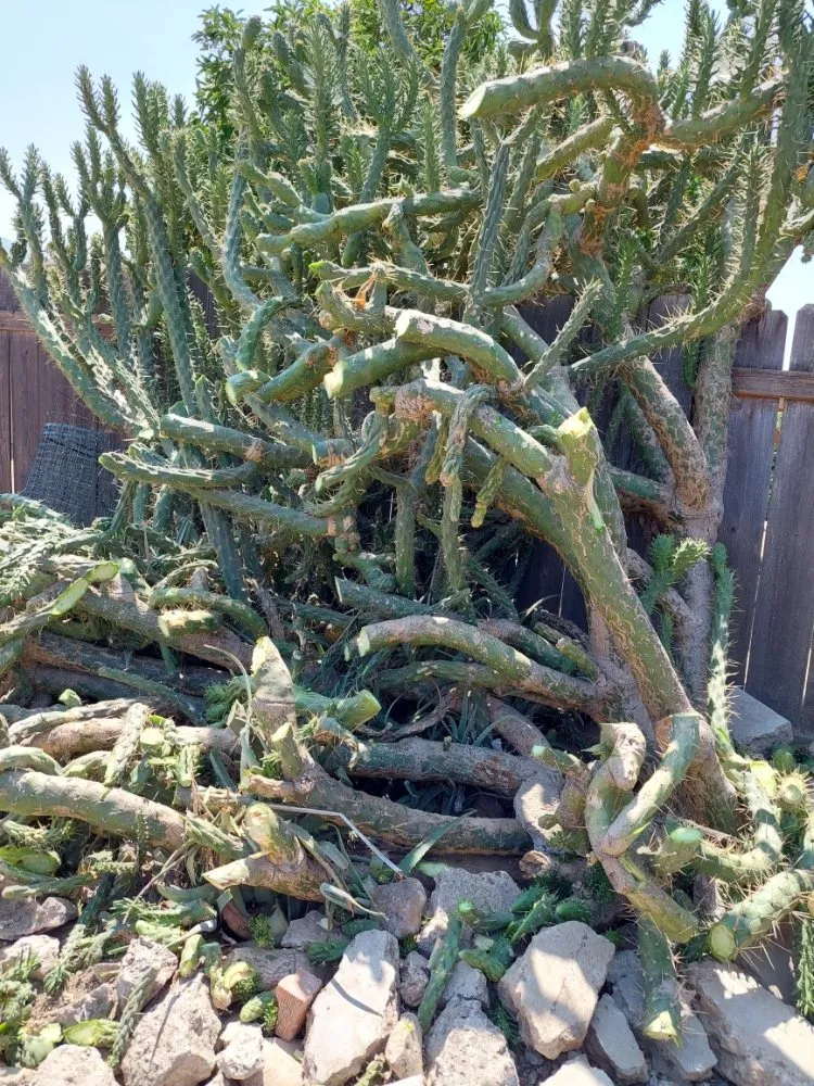 Expert yard maintenance in Escondido, CA by Mateo Diego