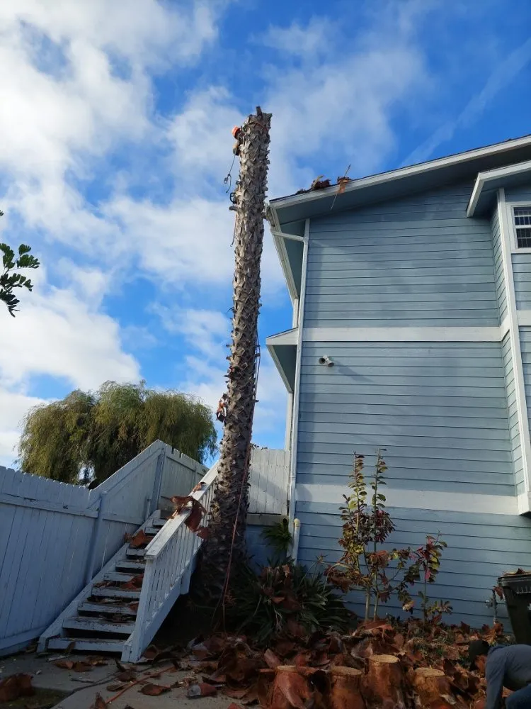 Trusted residential landscaping for homes across Escondido, CA - Mateo Diego