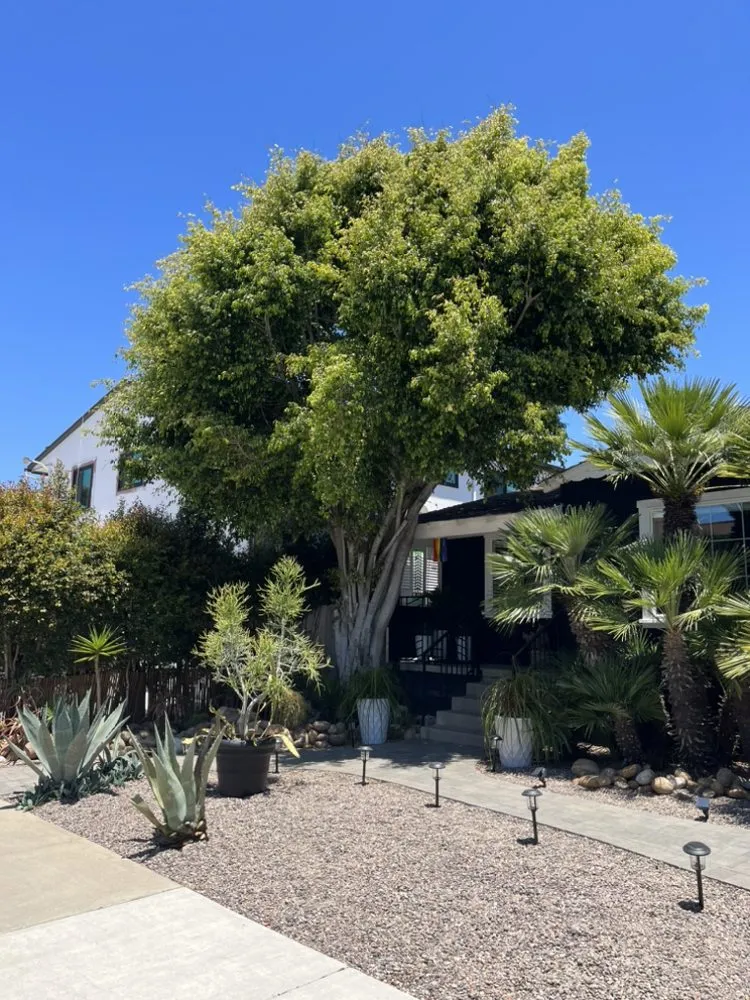 Trusted landscaping services in Escondido, CA by Mateo Diego