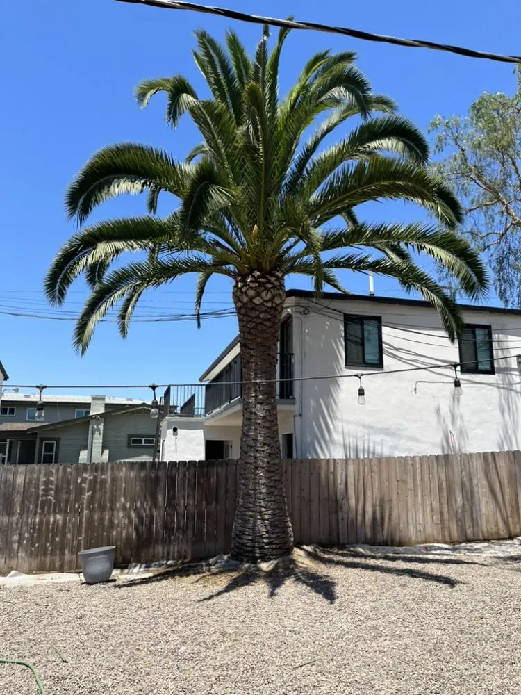 Reliable lawn mowing service for residential properties across Escondido, CA - Mateo Diego