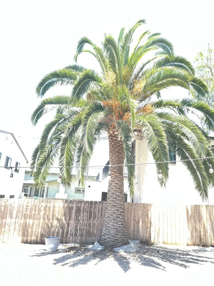 Trusted landscape installation experts serving Escondido, CA - Mateo Diego