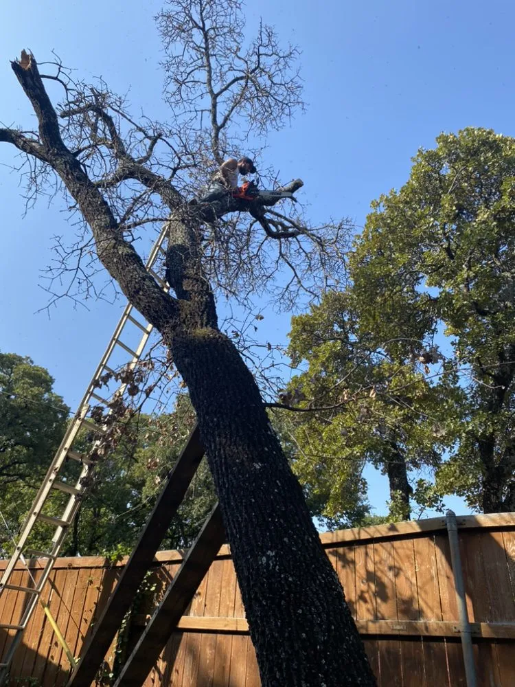 Local yard maintenance experts serving Mansfield, TX - Mateo Landscaping