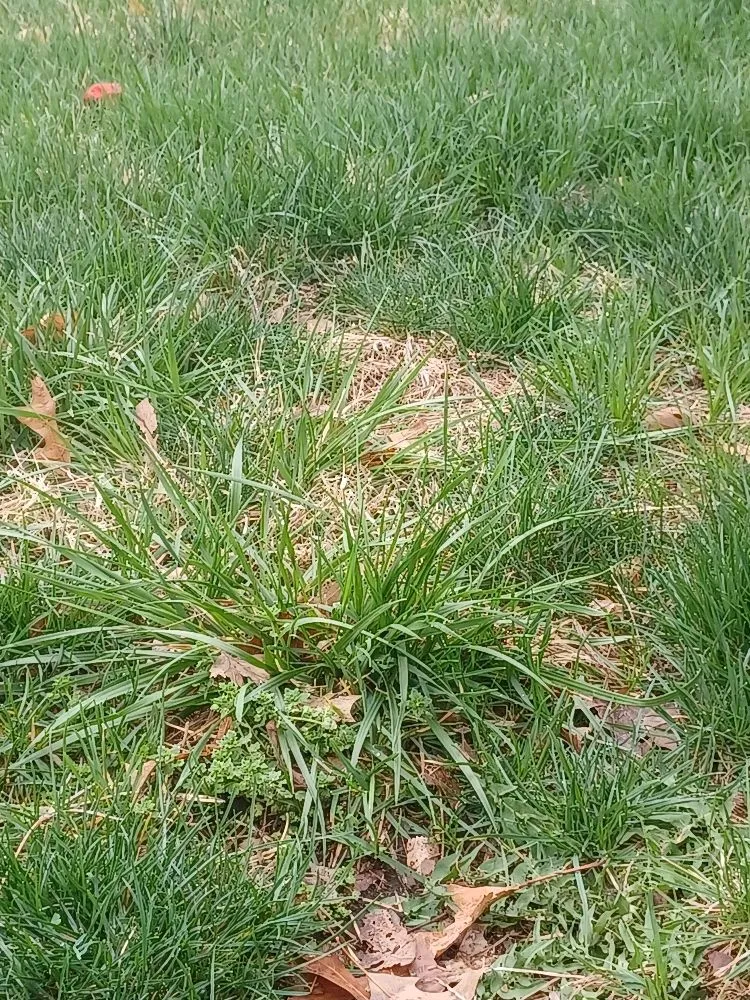 Local yard cleanup service in Omaha, NE - Mateo Landscaping