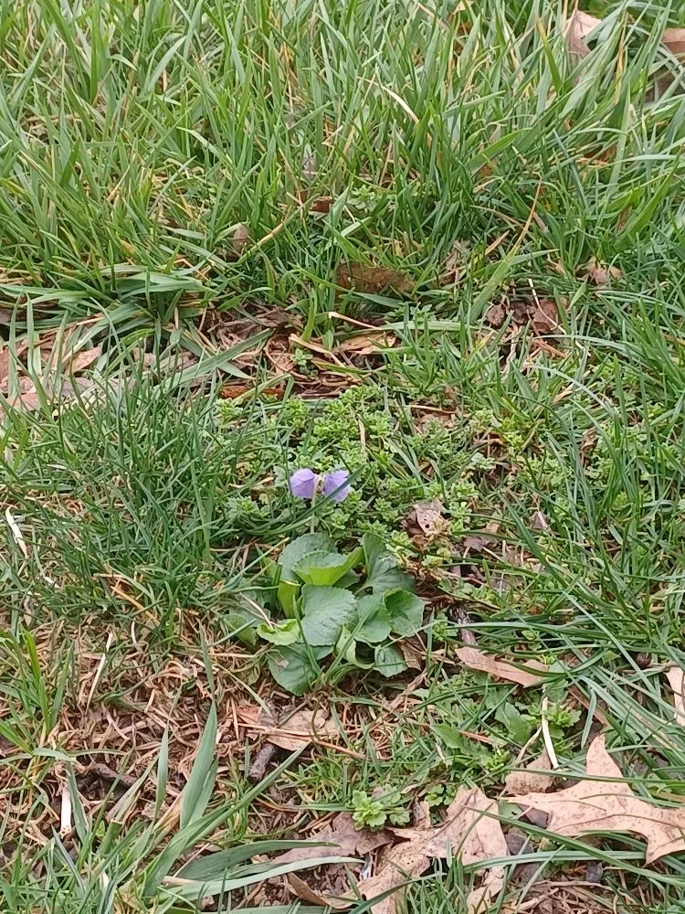 Expert lawn care service in Omaha, NE by Mateo Landscaping