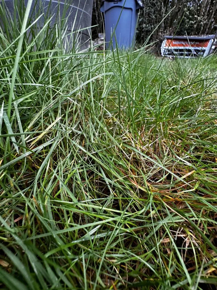 Professional garden landscaping in Gig Harbor, WA - Mateo Lawn Care & Landscaping