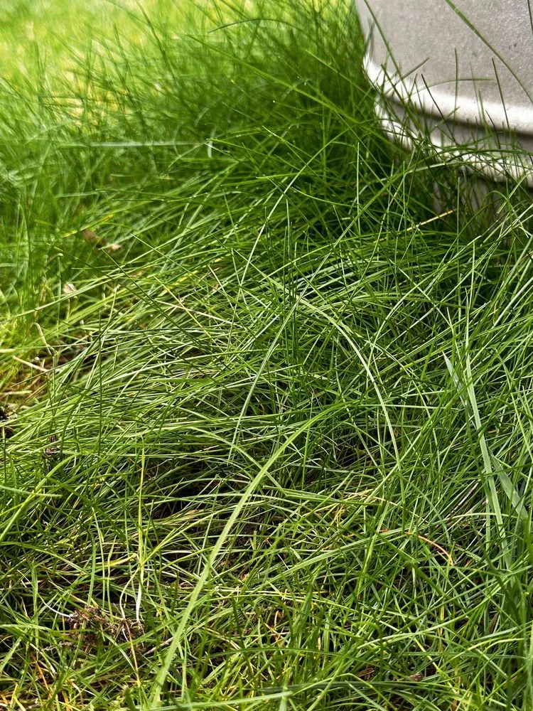 Trusted landscaping services for homes in Gig Harbor, WA by Mateo Lawn Care & Landscaping