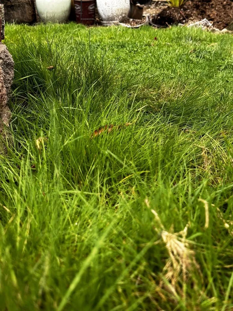 Affordable outdoor landscaping experts serving Gig Harbor, WA - Mateo Lawn Care & Landscaping