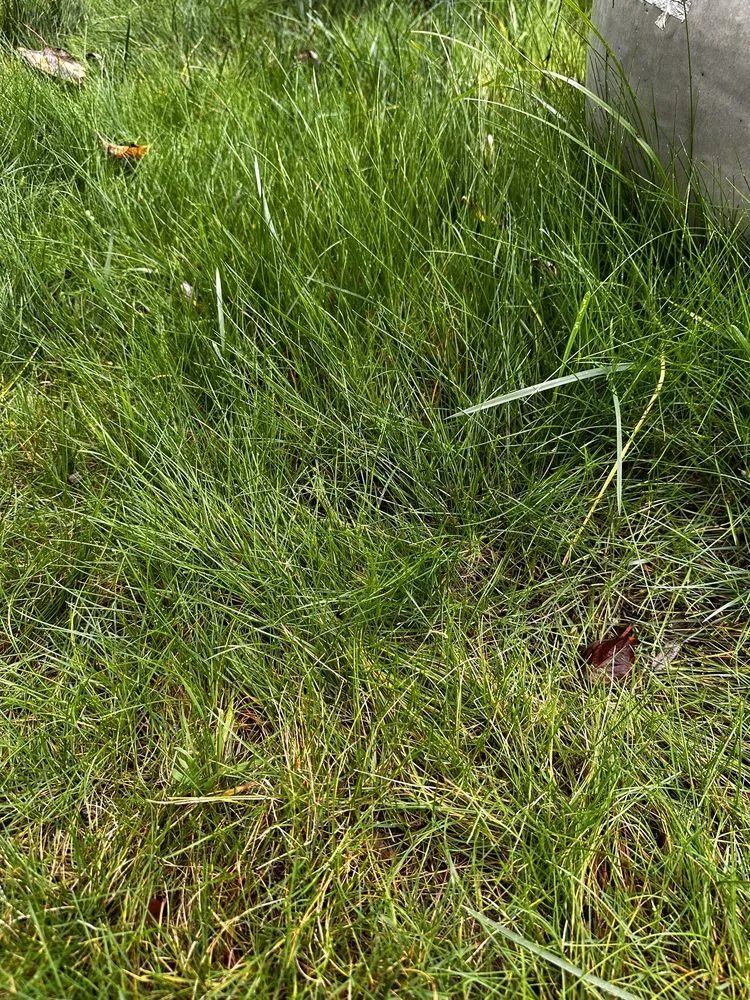 Expert yard cleanup service experts serving Gig Harbor, WA - Mateo Lawn Care & Landscaping