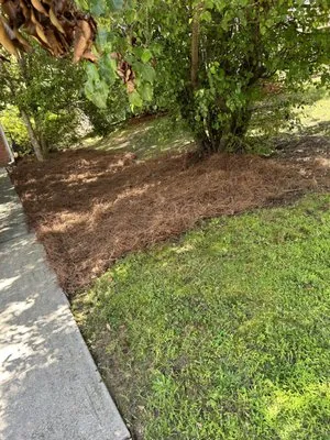 Mateo Lawn Care Logo