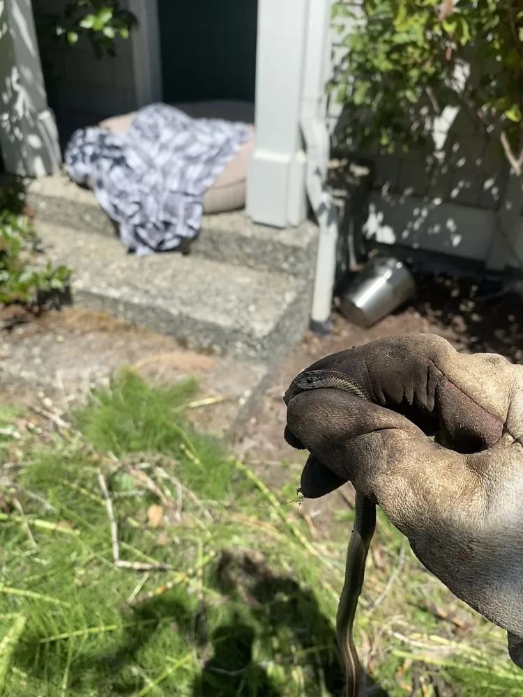 Professional landscaping services for year-round maintenance across Sequim, WA - Mateo's Lawn Care Services