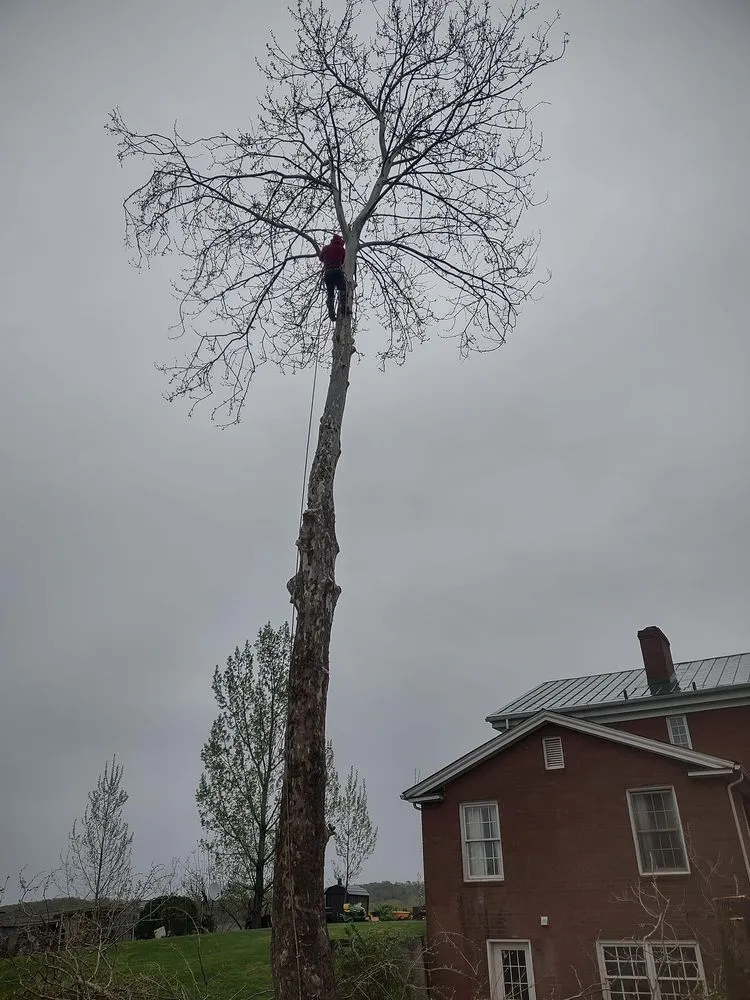 Local landscape installation in Aroda, VA - Mathes Tree & Landscape Services