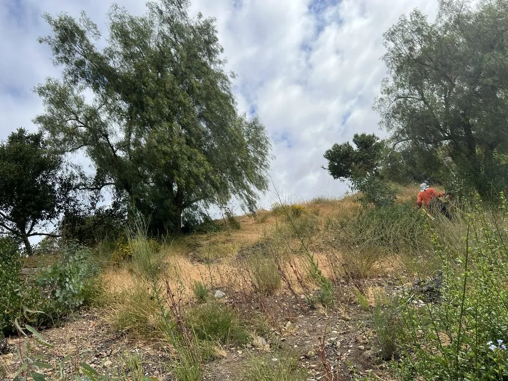 Local yard cleanup service in Escondido, CA by Matheus Landscaping And Maintenance Services