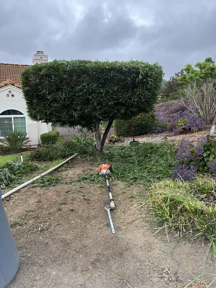 Expert residential landscaping in Escondido, CA - Matheus Landscaping And Maintenance Services