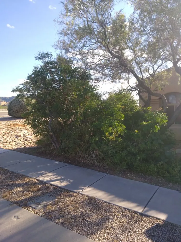 Professional yard cleanup service with custom design across Vail, AZ - Mathew's Lawn Care