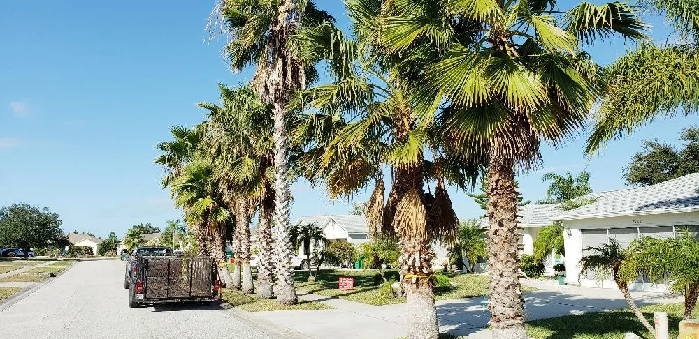 Trusted yard cleanup service in Cookeville, TN - Mathews Tree Service