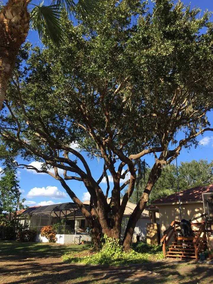 Local yard maintenance for beautiful yards across Cookeville, TN - Mathews Tree Service