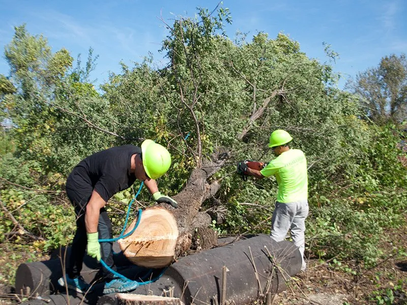 Affordable outdoor landscaping in Saint Peters, MO by Mathias Precision Tree Service
