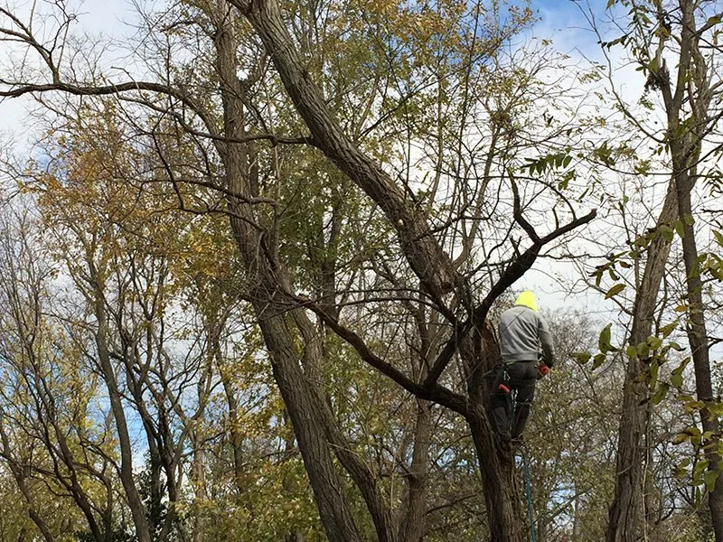 Top-rated outdoor landscaping in Saint Peters, MO - Mathias Precision Tree Service