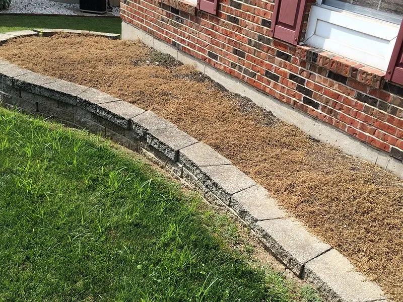 Trusted yard maintenance near you across Saint Peters, MO - Mathias Precision Tree Service